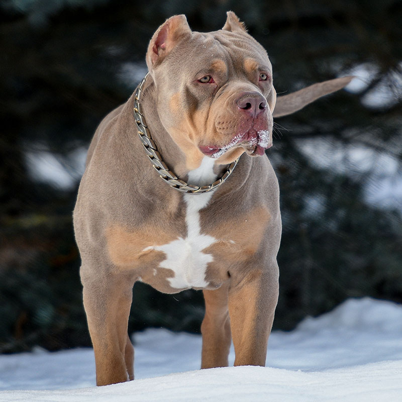 American bully clearance merle for sale